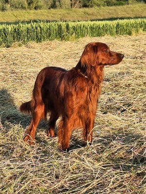 Irish Setter Hündin Bjarka