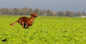 Irish Setter Rüde Sheantullagh DRAFT