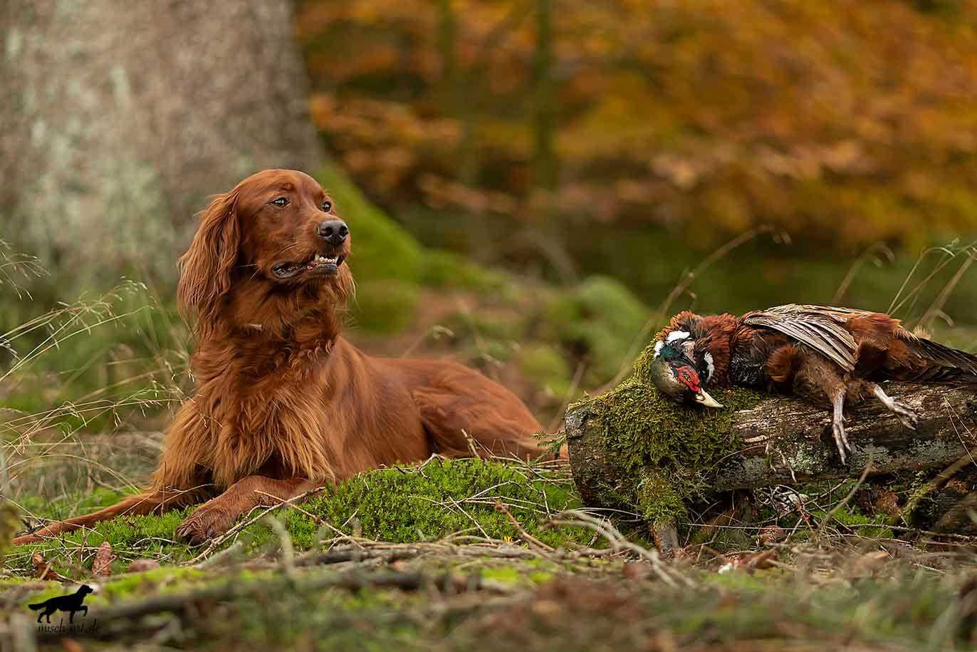 Irish Setter neben einem Fasan