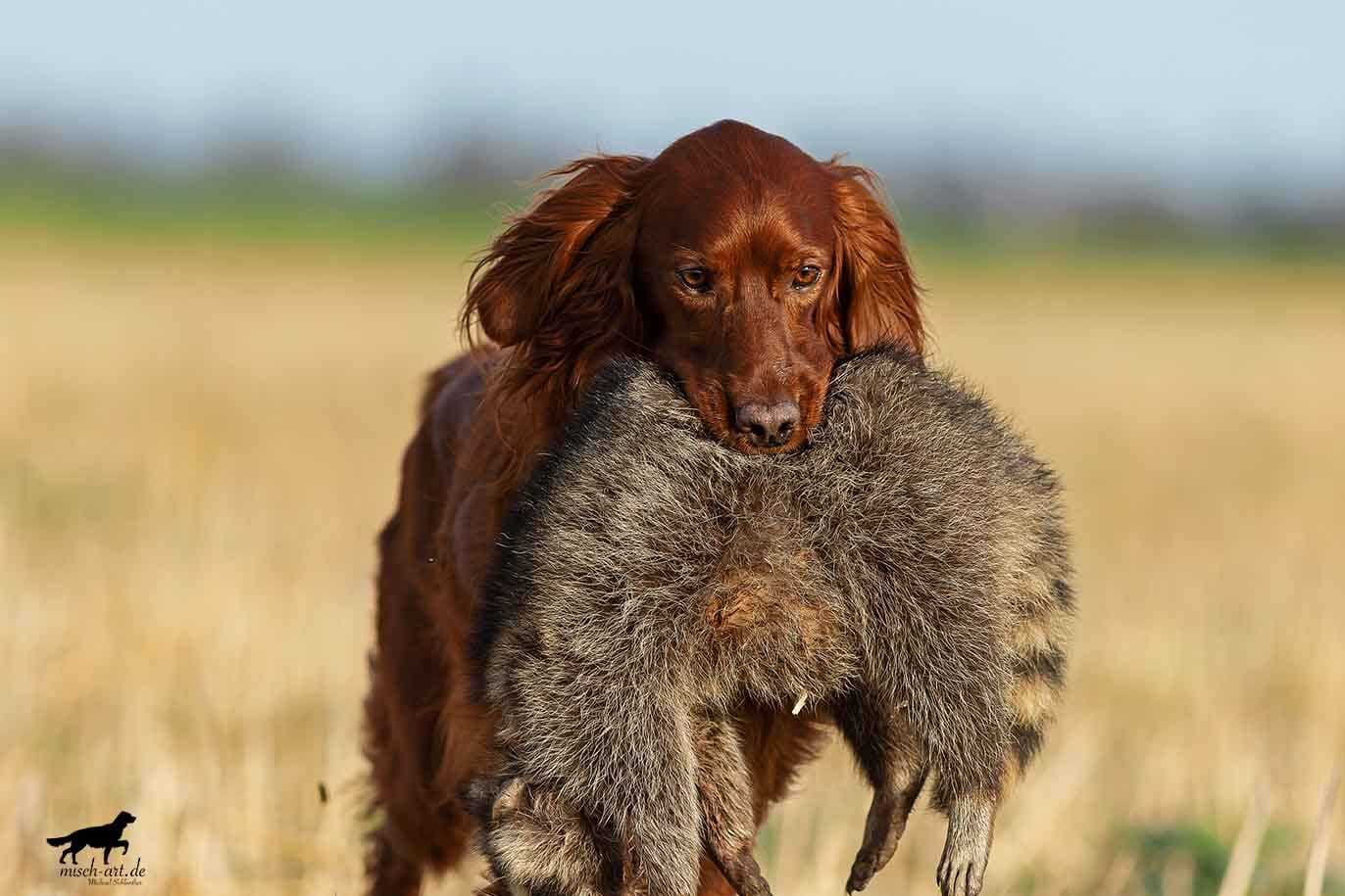 Hund mit Waschbär im Maul