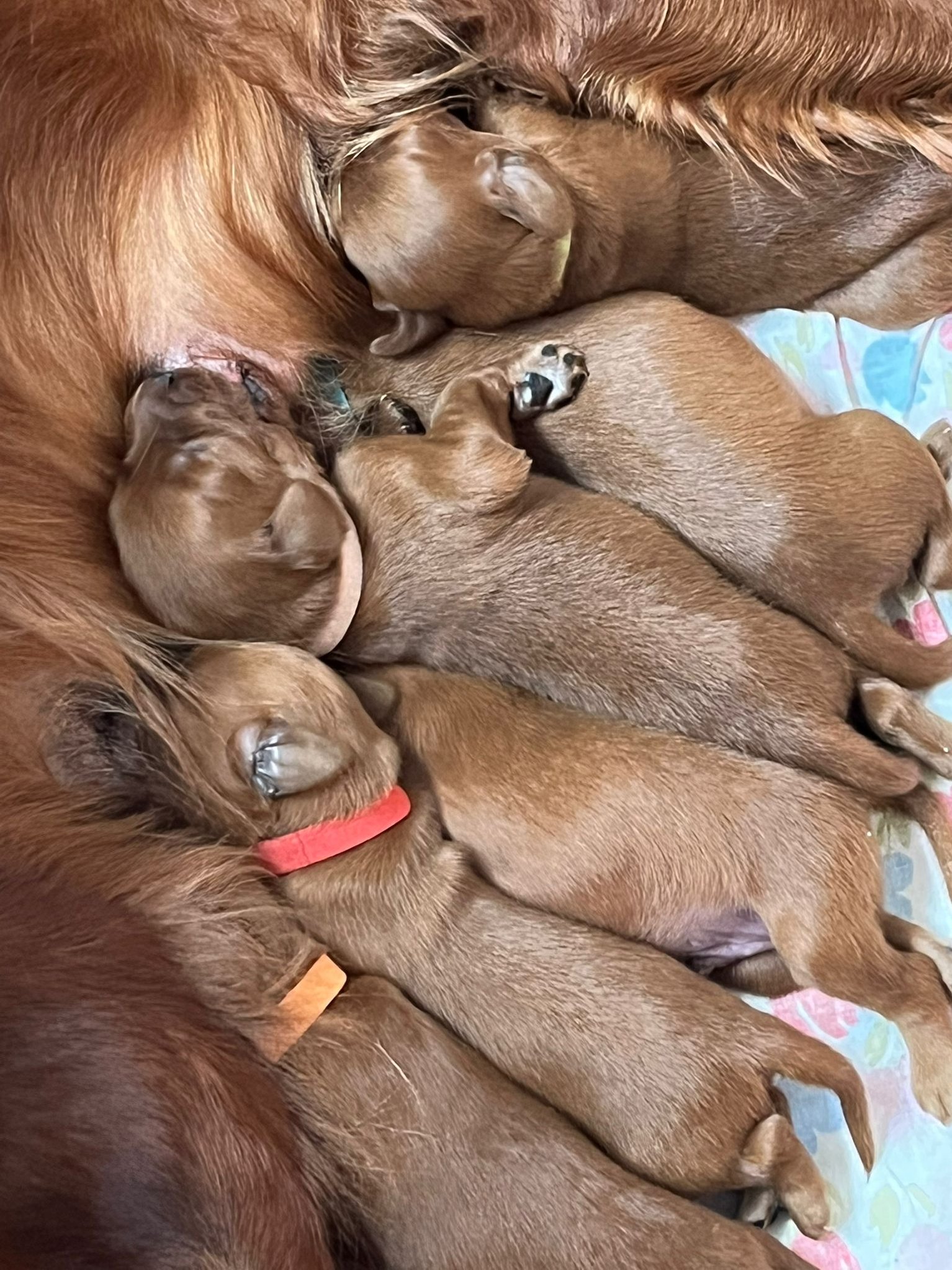 Irish Red Setter Welpen 1 Woche alt