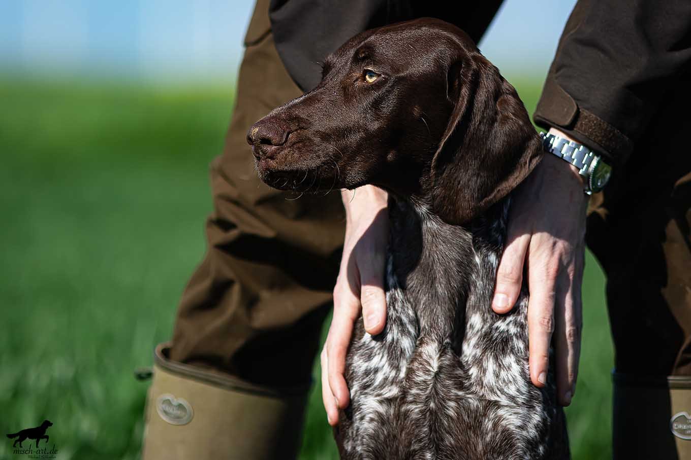 Hände halten den Jagdhund - Zusammenarbeit bei der Jagd Hände halten den Jagdhund - Zusammenarbeit bei der Jagd
