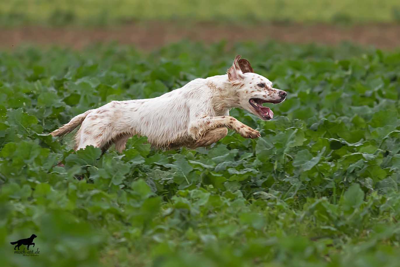 Britischer Vorstehhund rennt über ein Feld Britischer Vorstehhund rennt über ein Feld