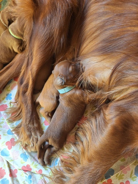 Irish Red Setter Welpe saugt bei Mutter