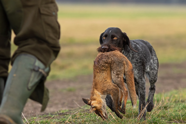 Jagdhund apportiert einen Fuchs Jagdhund apportiert einen Fuchs