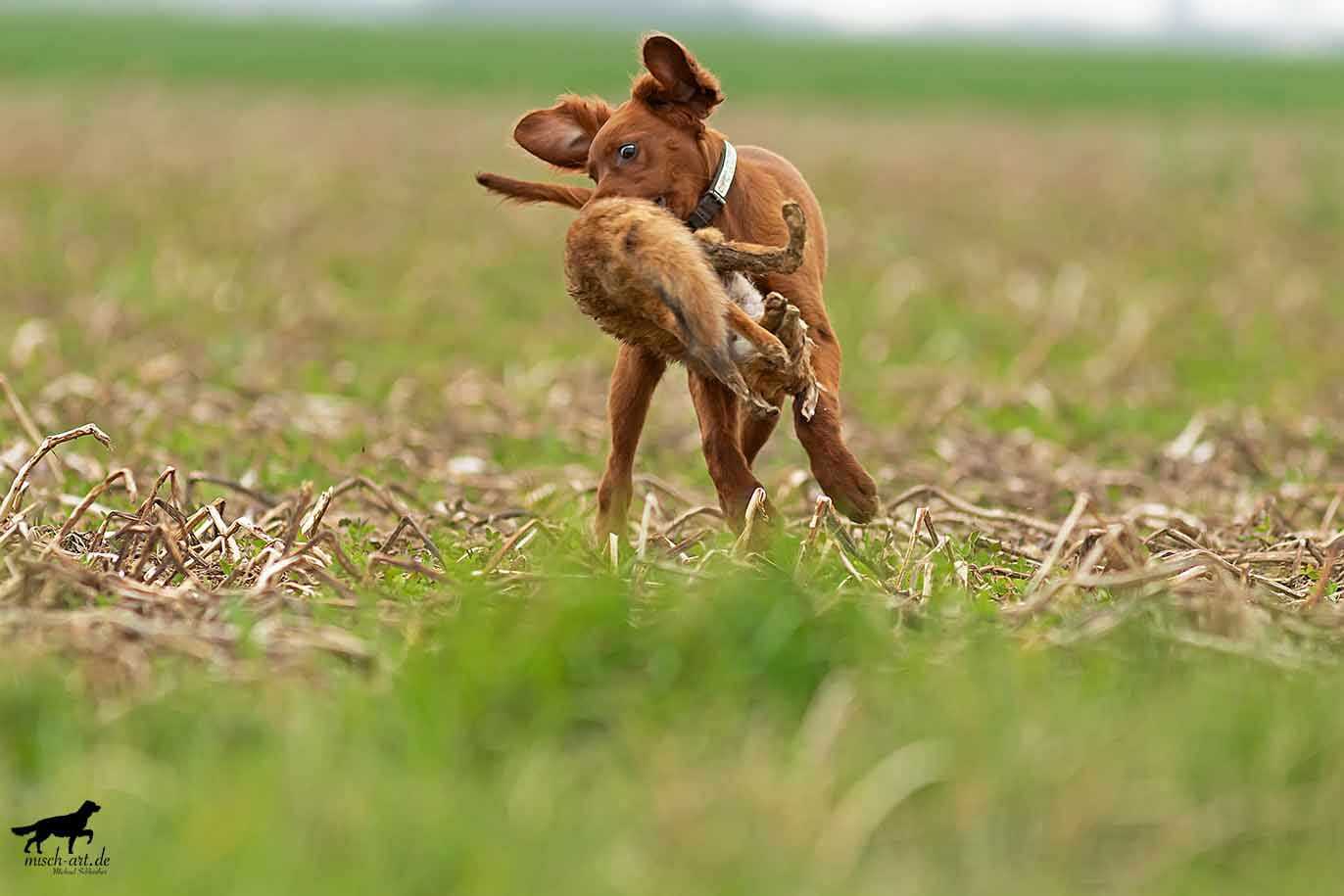 Setter bei der Jagd