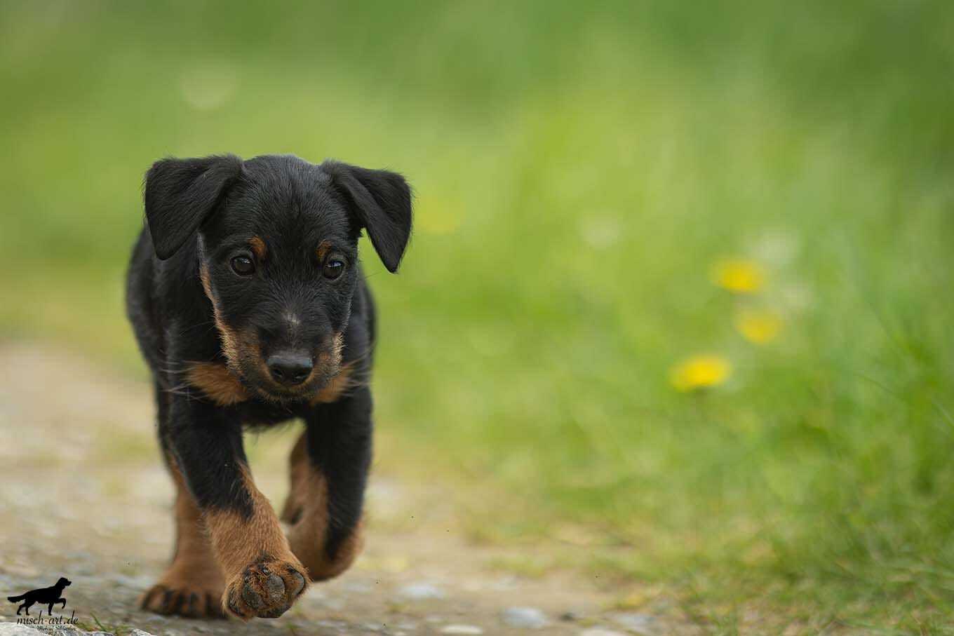 Deutscher Jagdterrier Illo vom Freischütz (Ost)