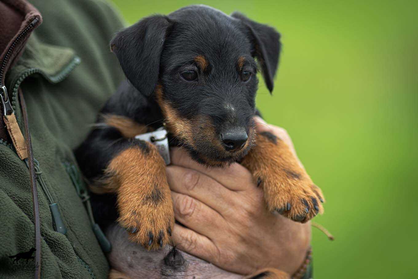 Terrier Welpe