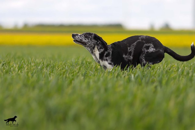 Ein Hund rennt über eine Wiese Ein Hund rennt über eine Wiese