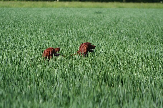 Irish Red Setter