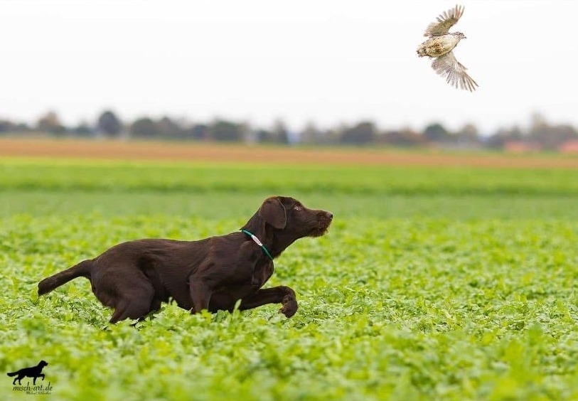 Jagdhund bei der Verbandsjugendprüfung