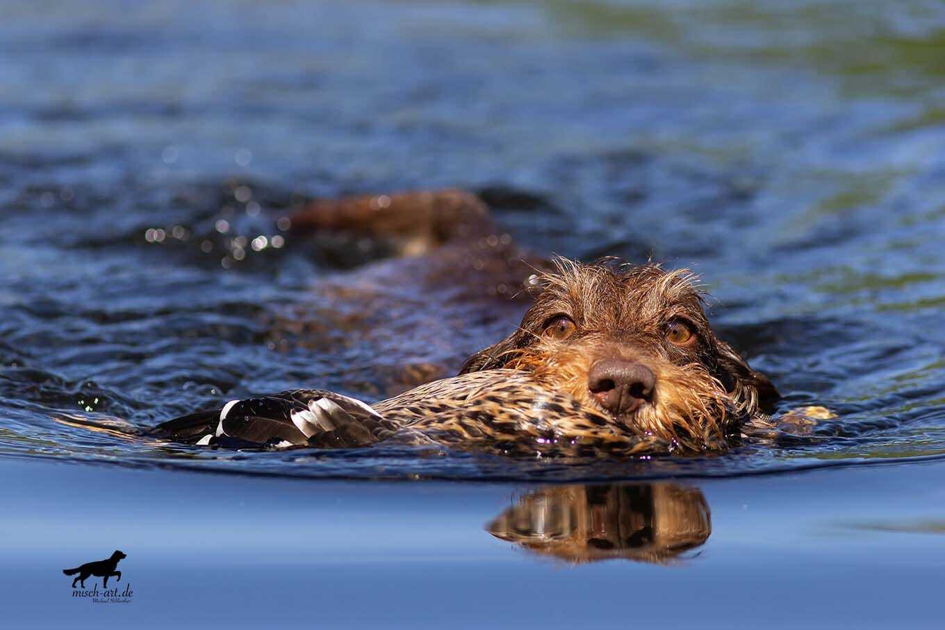 Ein Hund schwimmt im Wasser und hat ein Beutetier im Maul