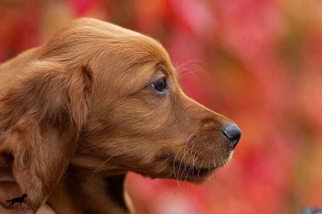 Unsere Irish Red Setter Welpen sind da