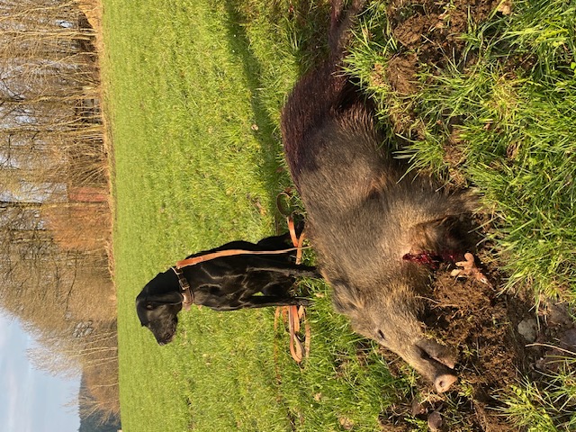 Jagdhund sitzt neben einem erlegten Wildschwein